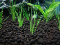 ista premium soil